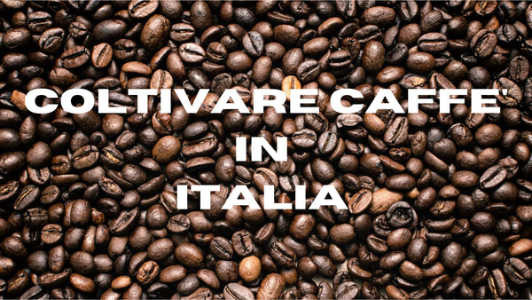 Coltivare Caffè in Italia è possibile ?